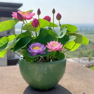 Grow Your Own Stunning Lotus! 60PCS Mixed Color Bowl Lotus Seeds – Fast Growing Water Lily Plants for Indoor Bonsai, Ponds & Garden Beauty