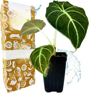 Black Velvet Elephant Ear Live Plant - Alocasia reginula