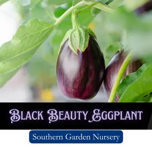 Black Beauty Eggplant Seeds, Aubergine Seeds, Non-GMO, Healthy and Easy Heirloom Garden Vegetable Seed