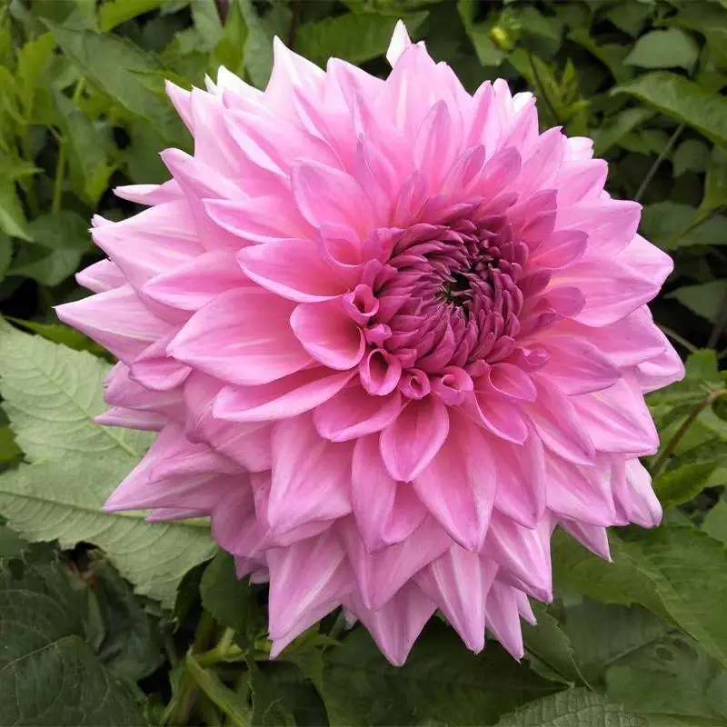Dahlia Flower Seeds - 240+ Pcs Flowering Seeds for Home Planting, Garden Supplies for Home Improvement, Dahlia Seeds