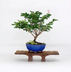 LIVE PLANT 1ft Calliandra schultzei riparia - Rose cascade - Pink Powder puff