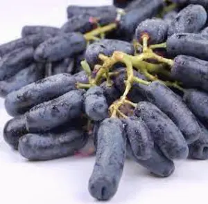 100 Purple Finger Grapes Seed Sweet Grape Fruit Popular Variety Grape Vine PeavyTailor
