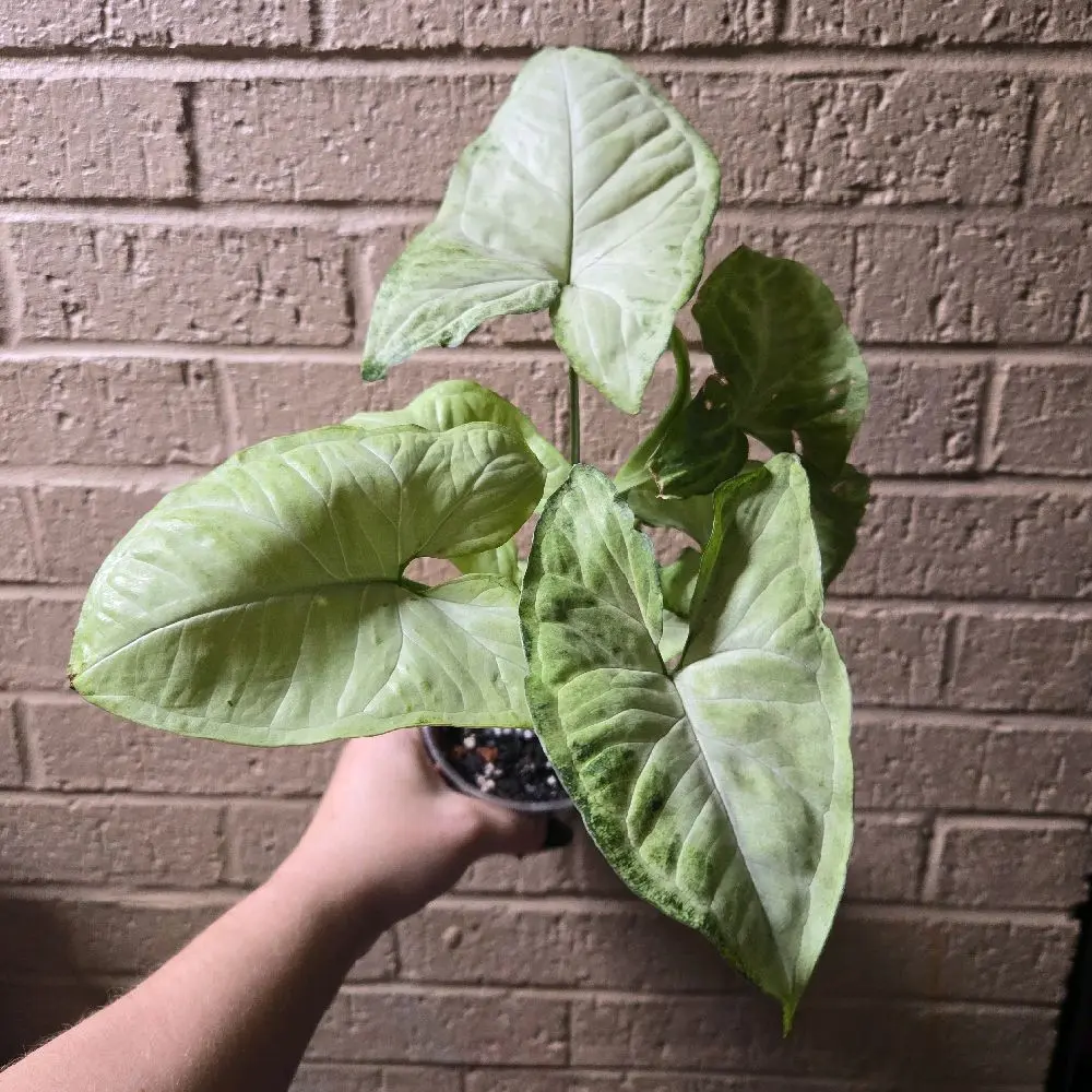 syngonium white butterfly syngonium white butterfly