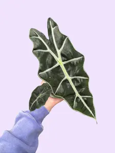 4" Alocasia Amazonica - African Mask plant
