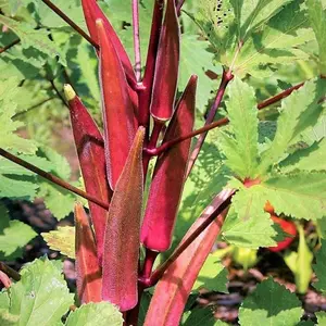 TomorrowSeeds - Burgundy Red Okra Seeds -  Garden Southern Clemson Okras Fire Candle Vegetable Seed Non GMO Fresh 2024 Season