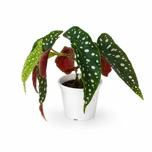 QHT-12  Begonia Maculata Live Plant 4 Inch Pot | Polka Dot Indoor Foliage Plant for Home & Office Decor