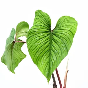Philodendron mamei