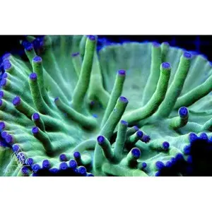 ACI Green Hero Turbinaria