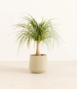 Ponytail Palm