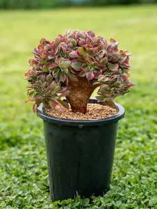 6” Rare Indoor Aeonium new varieties Succulent live Plants Collection For  gift