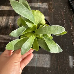 Staghorn fern 4 inch pot  Bright light