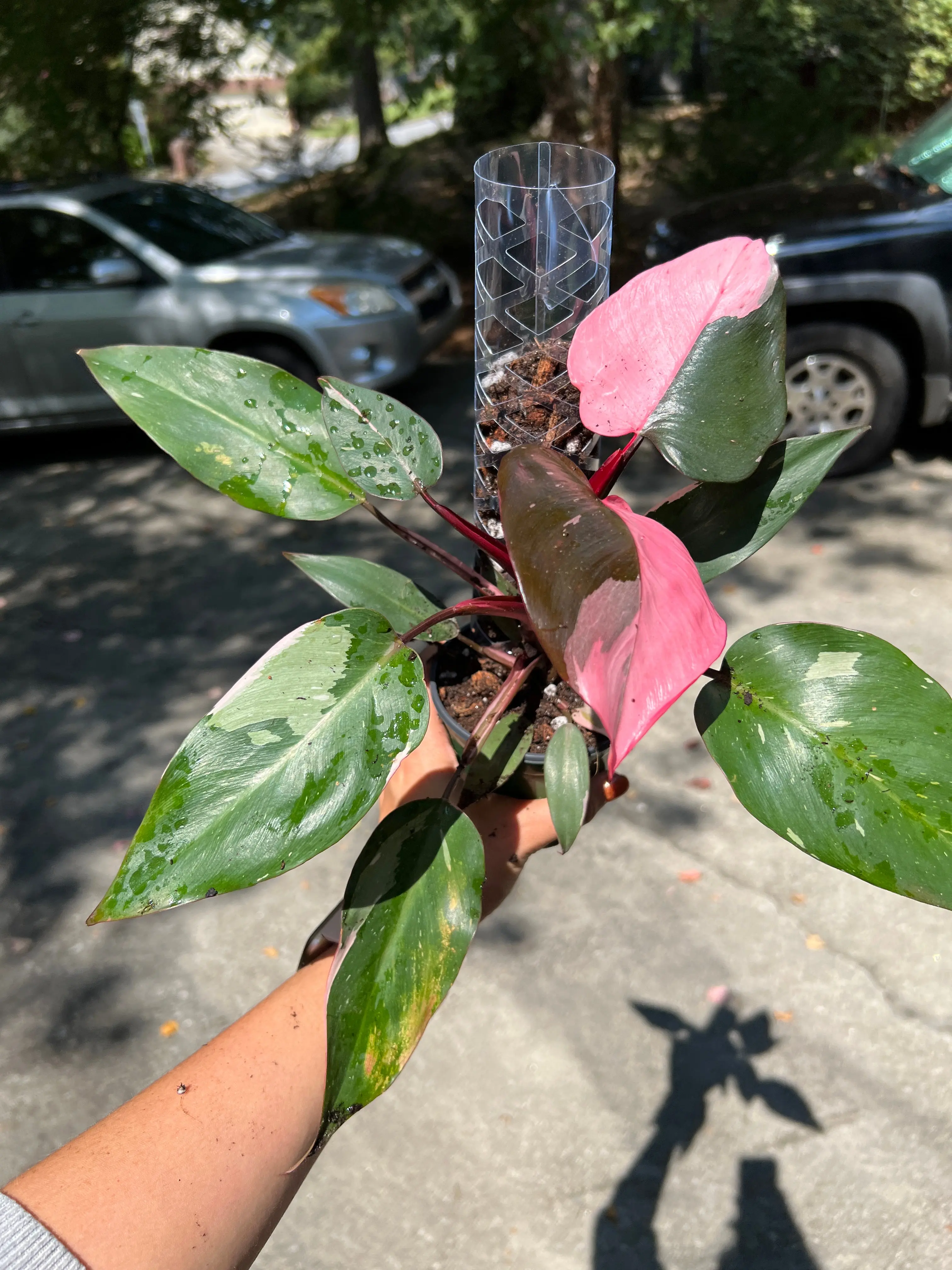CLIMB™ Plant Support Pole