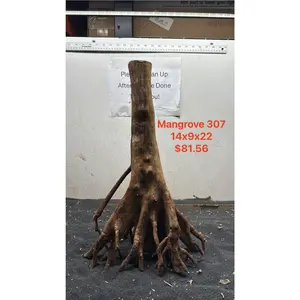 Mangrove Tree Stump 307