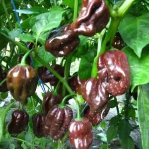 Lot Of 3 Chocolate Habanero 75 Day+ Old Super Hot Pepper Live Plants