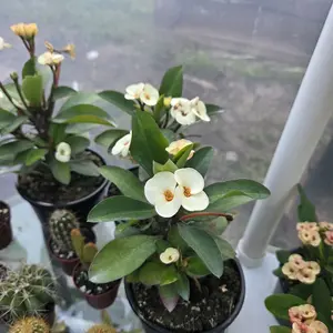 Corona de Cristo White Flowers