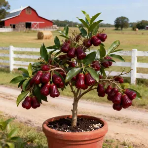 Heirloom Non-GMO Wax Apple Sapling Authentic Grafted Variety for Heavy Fruit Yield in Pots or Backyards Blooms Spring Summer Tree Seedlings Plant