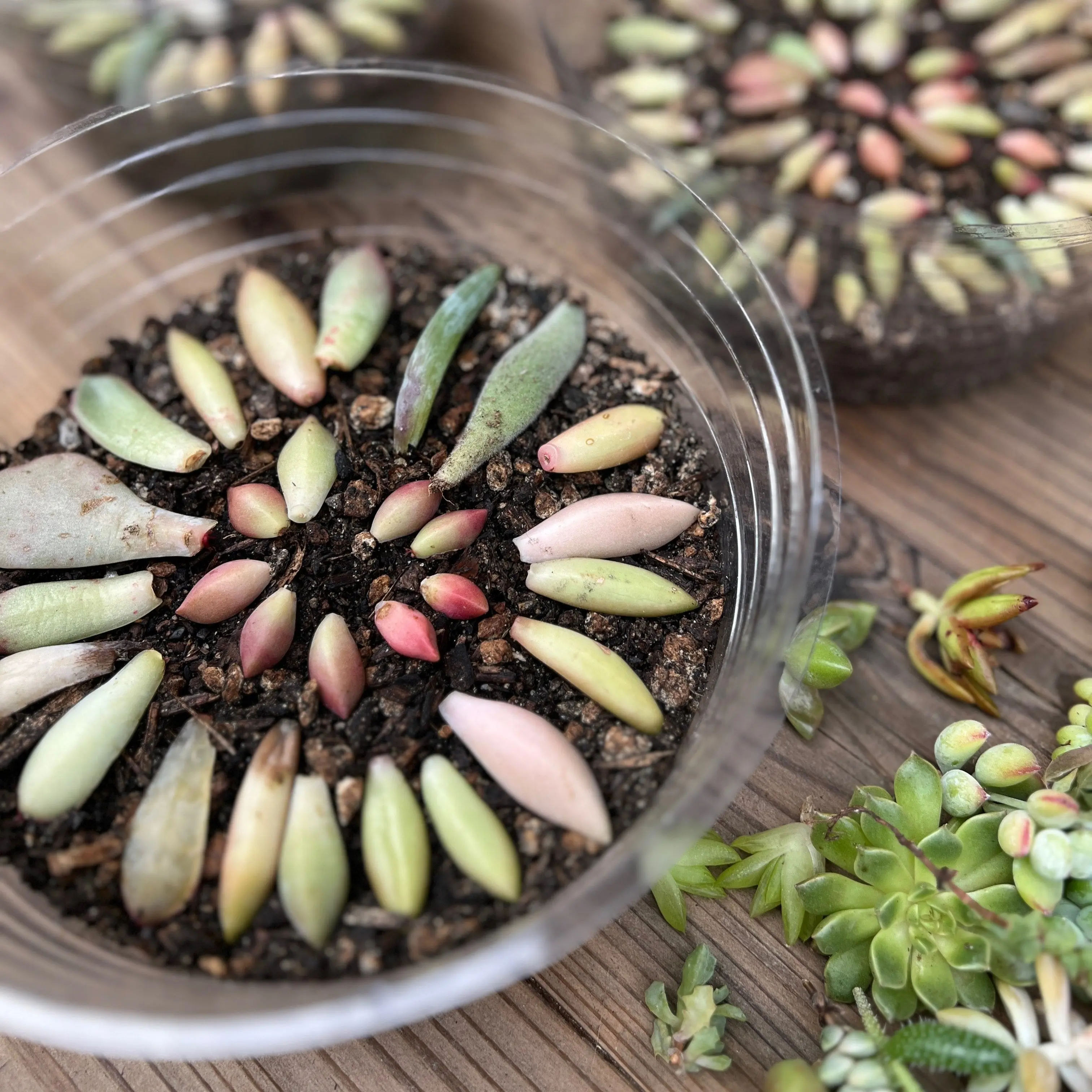 Propagation Pack Succulent Leaves