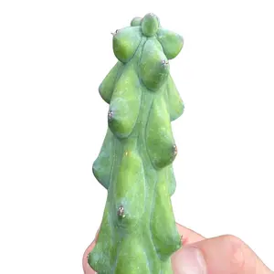 Cactus Plant- Myrtillocactus Geometrizans Fukurokuryuzinboku 'boobie cactus' (4"-10")