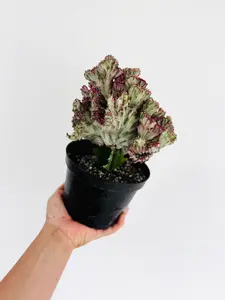 Euphorbia Cristata 'Rubra' - Pink Coral Cactus - 6" Pot