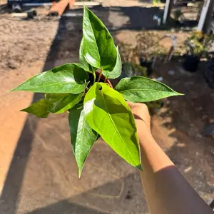 Anthurium watermaliense 4 inch pot Plant