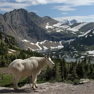 Glacier National Park Mountain Goat Canvas 8x10 in