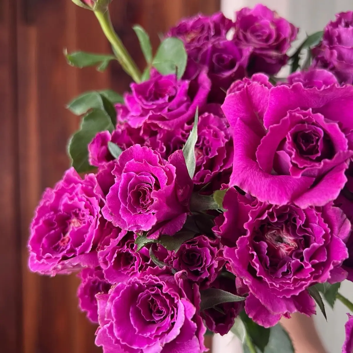 Rose[Ramukan|ラムカン] - Rare Japanese Cutting Rose| 1.5 Gallon