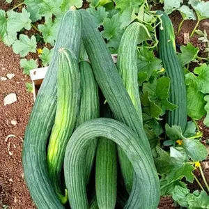 Metki Dark Green Armenian Cucumber Seeds