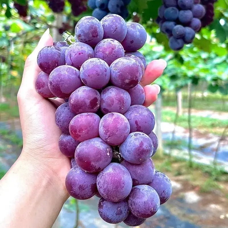 30 Purple Grape Seeds - Sweet Juicy Table Grapes with Sweetness, Climbing Vine with Attractive Foliage for Home Vineyard, Fences, Juicing, Drying into Raisins