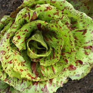 Castelfranco Endive Seeds (Cichorium intybus) Creamy white leaves with red speckling, mildly bitter flavor, and crisp texture prized in gourmet salads