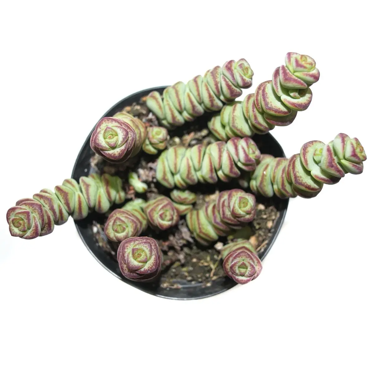 4’ Baby Necklace bedroom sculpture (4inch) 4’ Baby Necklace bedroom sculpture (4inch)