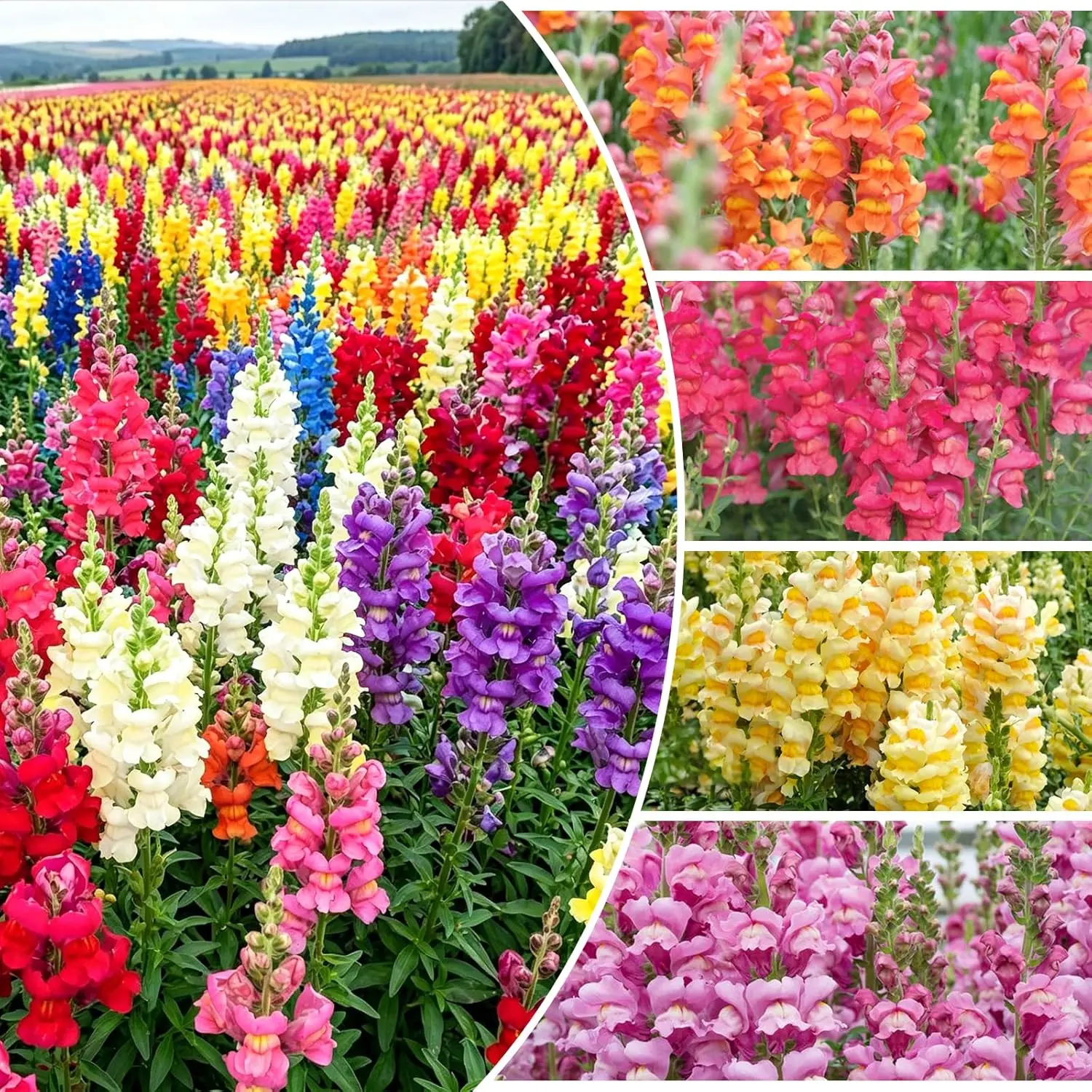 Snapdragon Seeds Tetra  2000 Pcs Tall Flower Seeds to Plant Outside - Vibrant Perennial Snapdragons Mixed Colors - Cut for Gardens, Borders, Bouquets (Antirrhinum majus)