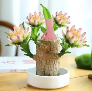 Brazillanluckytre,who andplastic tray,Easyt grow indoors