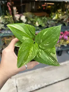 Scindapsus Treubii moonlight splash - 4” pot