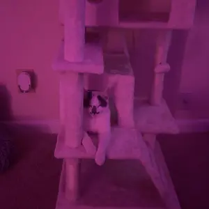 【New Size】 Cat Climbing Shelf, Post Cascading Cat Climbing Shelf, Indoor Playhouse, Cozy Nest, Durable, Space-Saving Design, Gift for Pet Owners