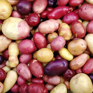 200+ Colorful Mix Potato Heirloom Seeds - Authentic Garden Seeds for Planting