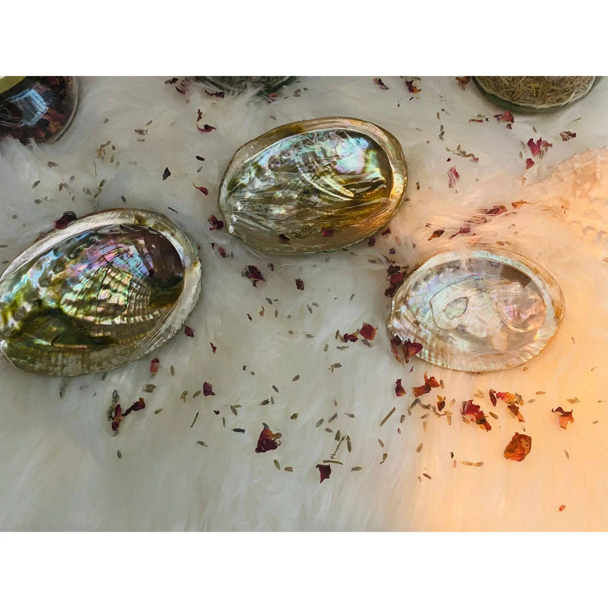 Abalone Shell – Sacred Smudging & Dream Interpretation Tool