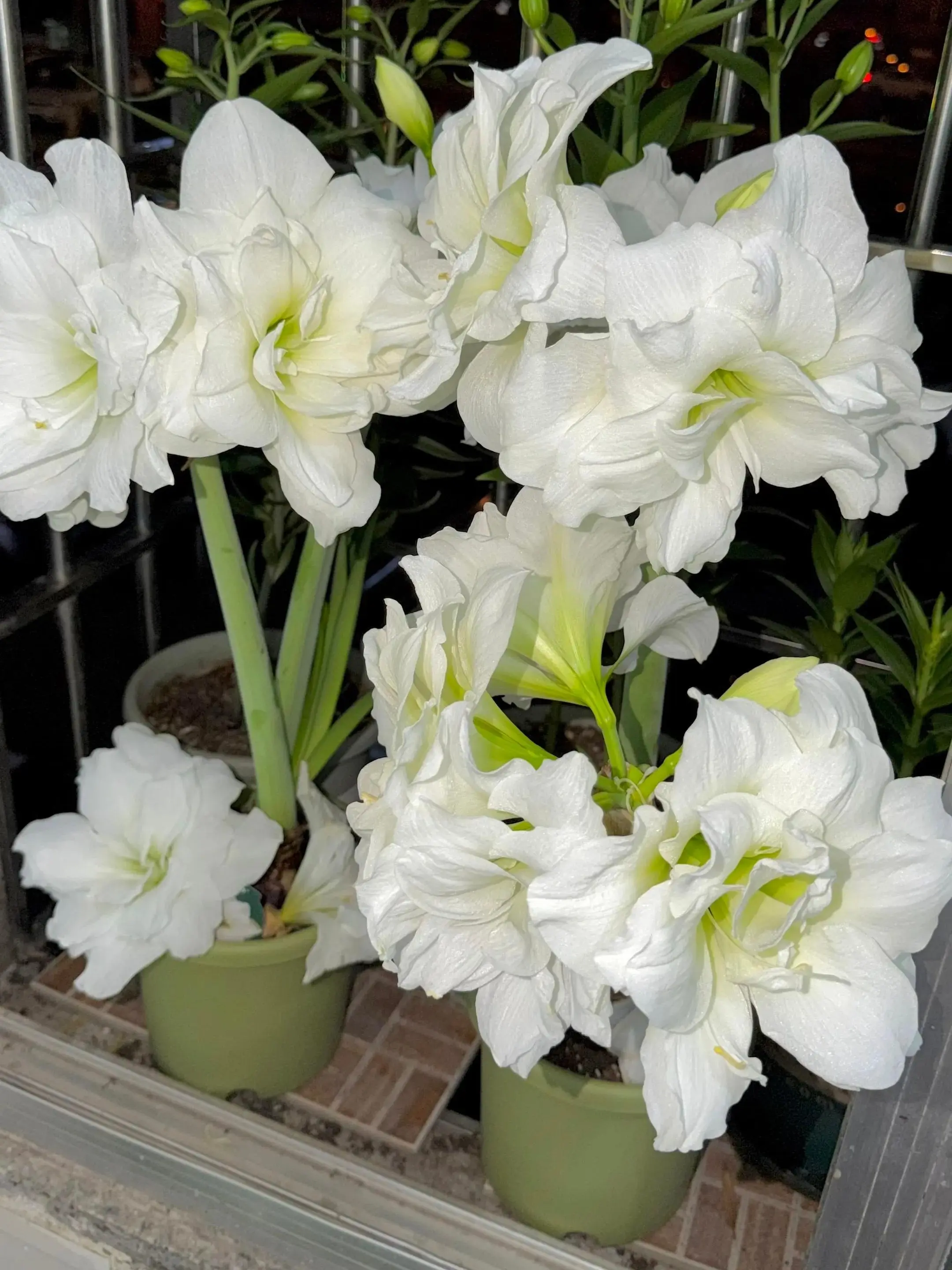 Alfred Amaryllis (White Hippeastrum) Indoor Flowering Bulb for Home Garden Supplies