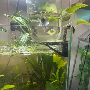 Mason Jar And Inverted Aquarium Holder