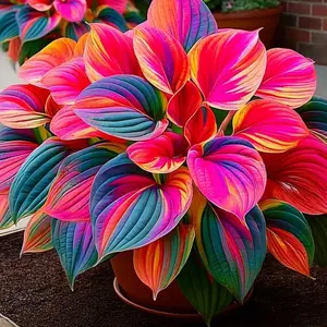 Vibrant Pink and Blue Hosta Seeds for Gardening & Home Decor Superb Colorful Petals Enhance Beauty Natural Look Ideal for Enthusiasts