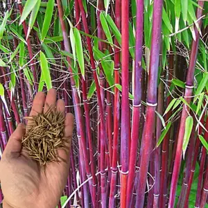 Green River- Siergras Bamboo Seeds - 50 Premium Seeds for Gardening, Non-GMO, Eco-Friendly Seeds for Fast-Growing, Privacy Screens & Zen Gardens, USDA Zones 6-11, Full Sun to Shade, Drought-Tolerant, Ideal for Indoor & Outdoor Use