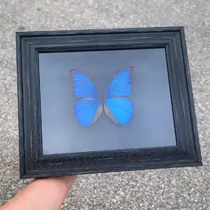 Morpho Didius Butterfly 8x10 Frame