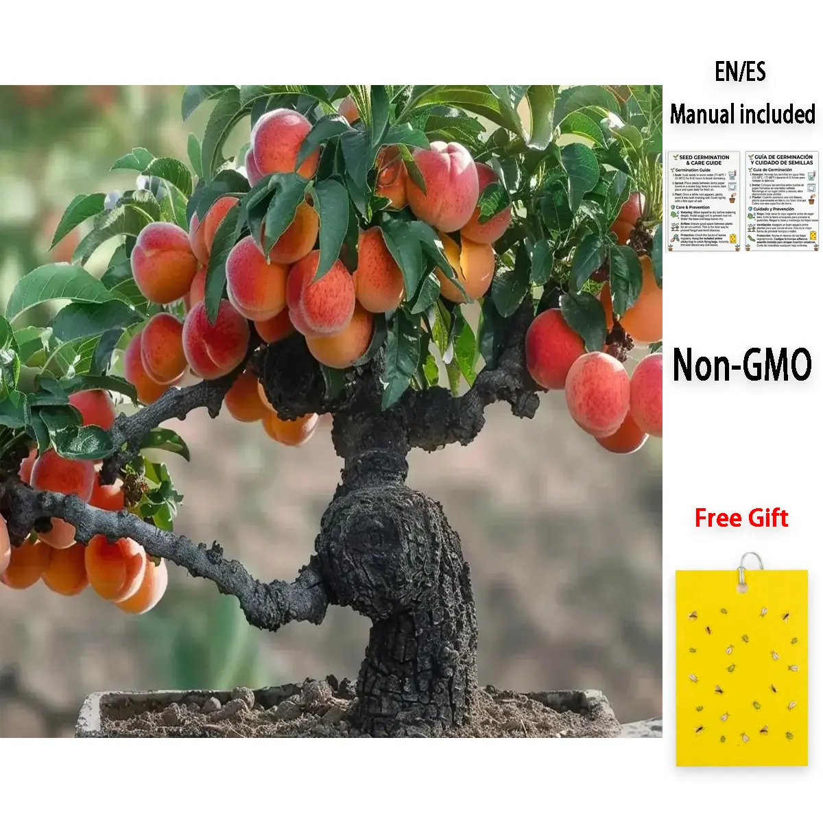 200 Pcs Premium Dwarf Peach Tree Seeds | Deciduous Fruit Bonsai | Non-GMO - for Patio Containers, Patient Gardeners, Backyard Orchards & High-Reward Botanical Challenge