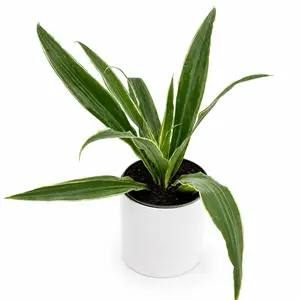 Dracaena Warneckii  6" pot  House Plant Beginner Friendly Low Maintenance Vibrant Foliage Decorative Home Accent