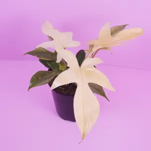 Philodendron Florida Ghost – Color Shifting Foliage Live Plant 5.5” Pot with White to Green Leaves for Bright Indirect Light & High Humidity Care
