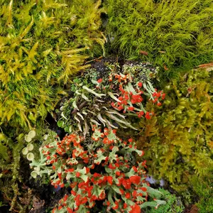 Live Moss and Lichen Fairy Assortment 6"x9" Ziplock Variety Bag Fairy Garden Paludarium Kokedama Reptile Habitat Isopods British Soldier Cladonia Mood Cushion Fern
