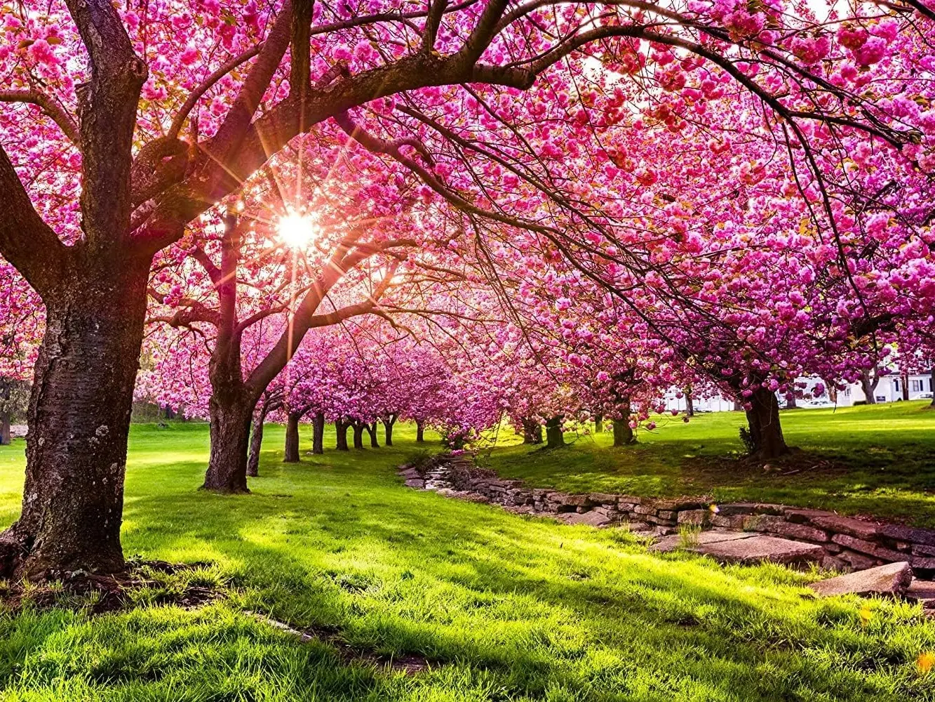 Japanese 20 Flowering Cherry Blossom Tree Seeds - Pink Flowering Tree, Easy to Grow with Instructions & Bonsai Tips, Spring Seeds