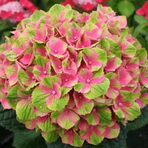 Green River 5 Amethyst Hydrangea Seeds - Heirloom Flower Seed Pack, Bold Violet Petals, Perennial Flower, Backyard Garden Beauty, Cottage Garden Essential