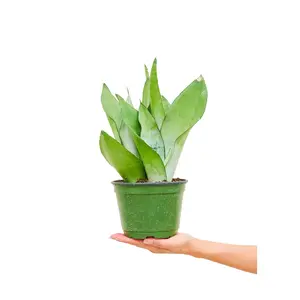 Moonshine Snake Plant, Medium