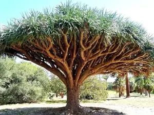 Dragon's Blood Tree, Dracaena Draco - 10 Seeds