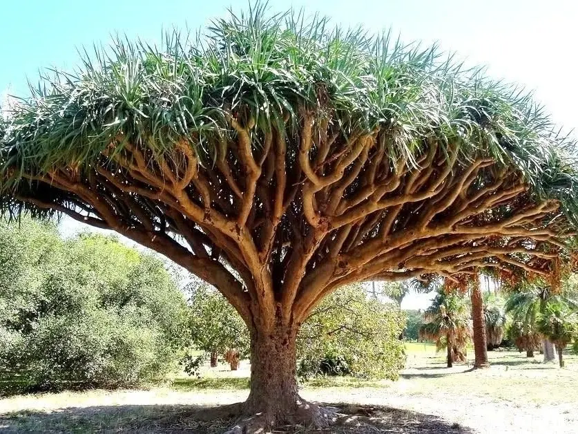 Dragon's Blood Tree, Dracaena Draco - 10 Seeds